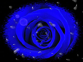 Blue Rose, blue, rose, digital art, flowers HD wallpaper
