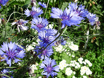 Plants, Flowers HD wallpaper