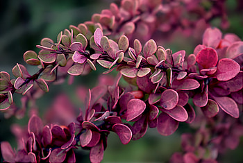 Nature, Leaves, Plant, Macro, Branches HD wallpaper