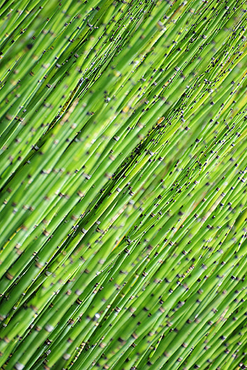 Nature, Wood, Tree, Bamboo, Focus HD phone wallpaper