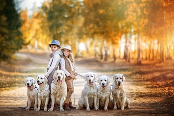 Walkies Time, Yellow, Breed, Labradors, Dogs HD wallpaper