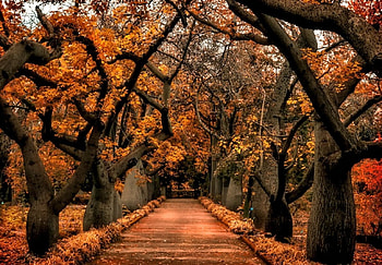 Alley of Trees, Nature, Alley, Autumn, Trees HD wallpaper