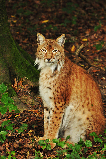 Animals, Iris, Forest, Predator, Animal HD phone wallpaper