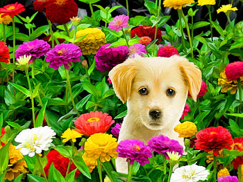 Golden puppy, dog, sweet, animal, golden, colorful, among, cute, colors, grass, ppuppy, flowers, adorable HD wallpaper