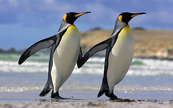 Penguin wonders, Stunning , Arctic beauty, delight HD wallpaper