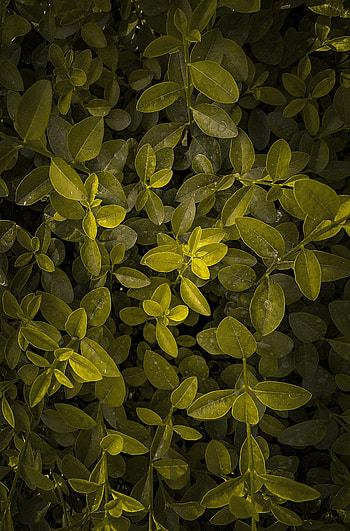 Leaves, Plant, Macro, Branches HD phone wallpaper