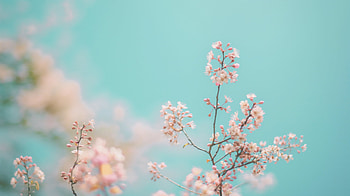 Pastel Blossoms Spring, spring, blossom HD wallpaper