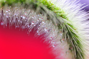 Drops, Plant, Macro, Spikelet HD wallpaper