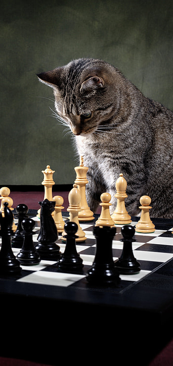 Animal, cat HD phone wallpaper