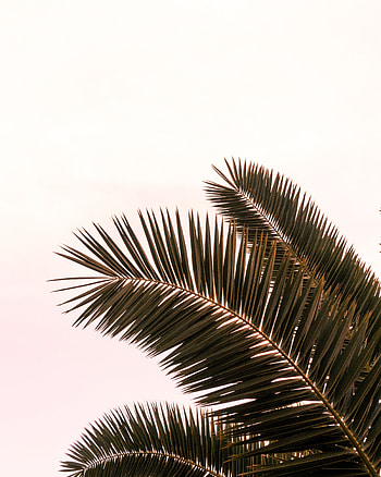 Nature, Sky, Leaves, Plant, Palm, Branches HD phone wallpaper