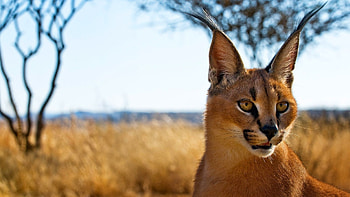 Caracal , Stunning visuals, Impressive ry, High-quality resolution HD wallpaper