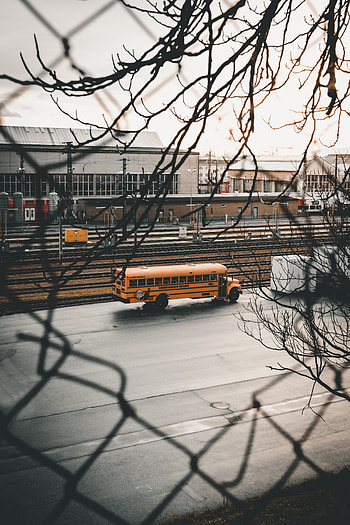 Cars, City, Road, Branches, Bus HD phone wallpaper