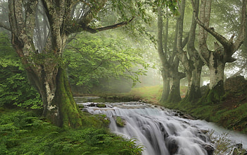 Forest Stream, river, Spain, forest, stream, mist HD wallpaper