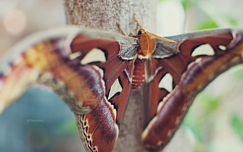 Macro, Beautiful, Stains, Spots, Butterfly, Wings HD wallpaper