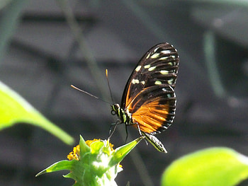 Butterfly, flying, bug, insect HD wallpaper