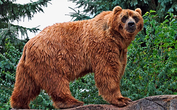 Animals, Rock, Forest, Bear, Huge, Stone, Climb HD wallpaper