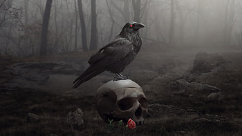 Raven Bird , raven, artist, artwork, digital-art, deviantart HD wallpaper