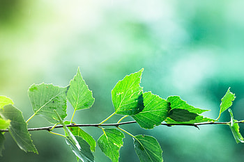 Leaves, Macro, Blur, Smooth, Branch HD wallpaper