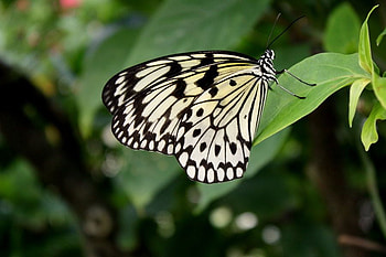 Black_and_White_Butterfly, black-and-white, cool, butterfly HD wallpaper