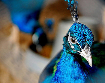 Peacock, animal, nature, beauty HD wallpaper