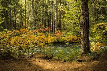 Nature, Rivers, Leaves, Wood, Forest, Tree HD wallpaper