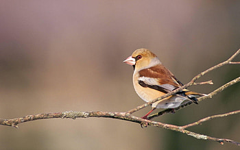 Animals, Background, Bird, Beak, Branches HD wallpaper