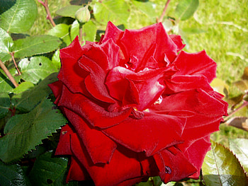 bloom red rose, rose, bloom, red, flower HD wallpaper