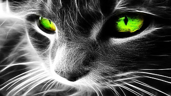 Cat with green eyes HQ - ( HD wallpaper