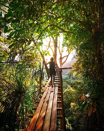 Experience adventure walking on a bridge through Thailand's vibrant green forest. HD phone wallpaper