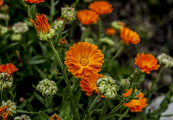 Orange flowers, garden, flower HD wallpaper