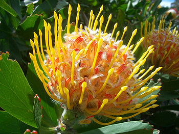 Pincushion Protea, pincushion, leaves, yellow, flower HD wallpaper