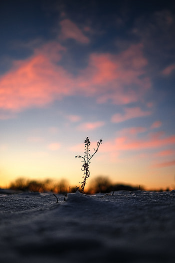 Winter, Twilight, Snow, Plant, Dark, Dusk HD phone wallpaper