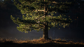 Solitary Evergreen Pine —, Pine Tree HD wallpaper