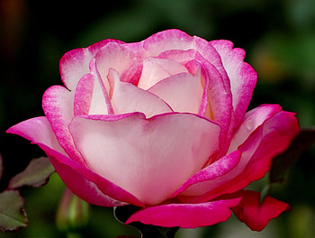 TENDER SPRING, rose, nature, spring, flower HD wallpaper