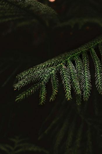 Nature, Needle, Macro, Wood, Tree, Branch, Fir, Spruce HD phone wallpaper