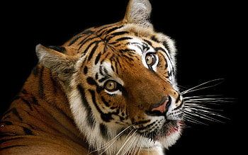 Animals, Muzzle, Shadow, Big Cat, Tiger HD wallpaper