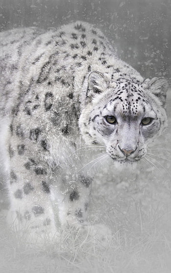 snowfall, Animal, snow leopard HD phone wallpaper