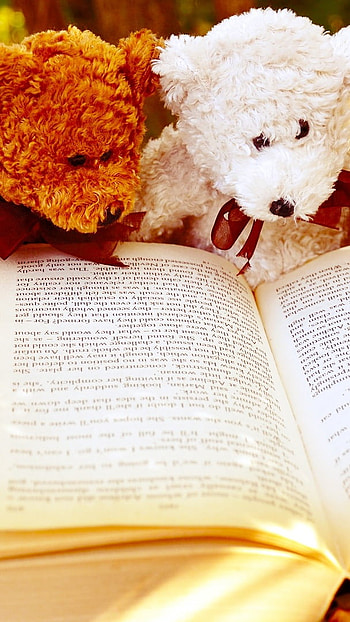 Teddy Bear Ke, Studying, books HD phone wallpaper