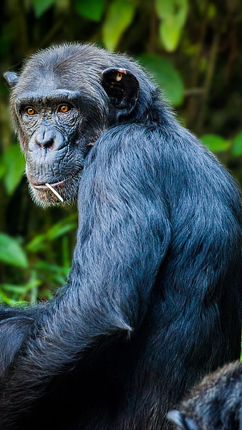 Chimpanzee, , High quality, Nature's treasures HD phone wallpaper