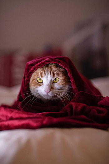Animals, Cat, Pet, Sight, Opinion, Blanket HD phone wallpaper