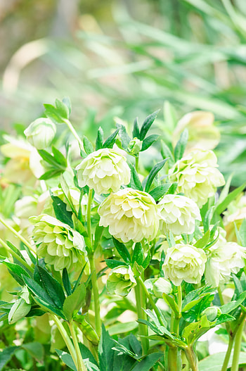 Plants, Flowers, Bloom, Flowering HD phone wallpaper