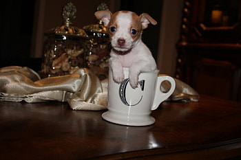 Tiny sweetheart, dog, present, mug, puppy, soul, animals, love, christmas, lovely, forever, tiny, sweetheart HD wallpaper