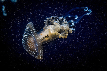 Jellyfish, Dark, Miscellanea, Miscellaneous, Underwater World HD wallpaper