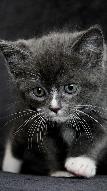 kitten, Animal, cat HD phone wallpaper