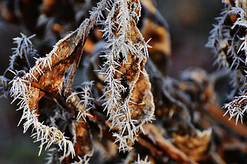 Macro, Sheet, Leaf, Frost, Hoarfrost, Dry HD wallpaper