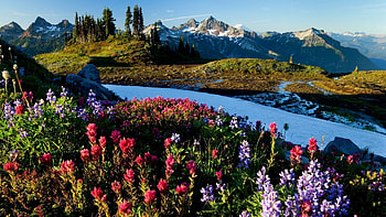 Mountain Spring, trees, wildflowers, river, sky, landscape HD wallpaper