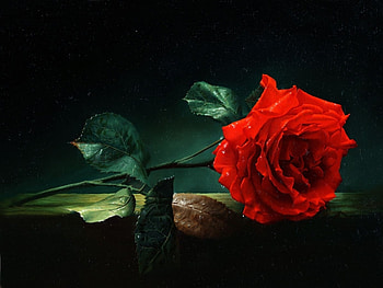 Plants, Flowers, Roses HD wallpaper