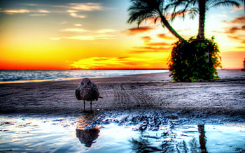 The Watchgull :), tropical, colors, palmtree, sky, beach, sunset HD wallpaper