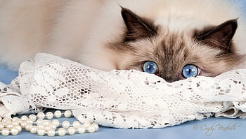 Blue Eyes, cats, cute, cat HD wallpaper