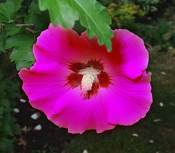 Pink Flower, pink, flower, green, spring, beauty HD wallpaper